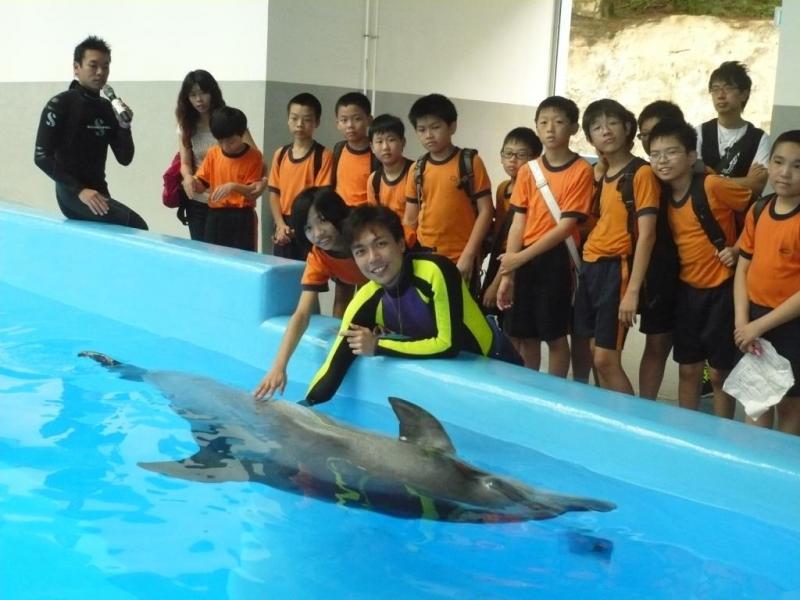 學生正參與校本課後支援計劃中親親小動物活動。能夠親身接觸海豚，他們均表現興奮。